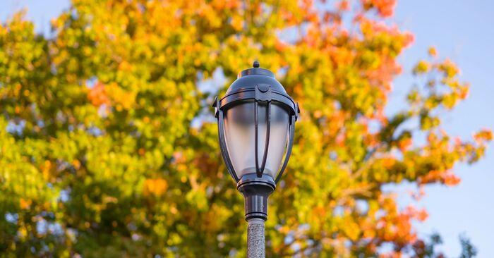 FallColorsLamp5Nov2025 (1 of 1) - Truman Today.jpg 